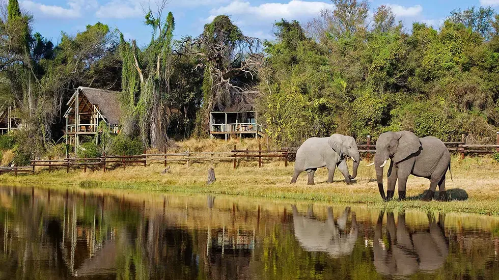 Two elephants at the water's edge in Savuti, Chobe National Park, Botswana