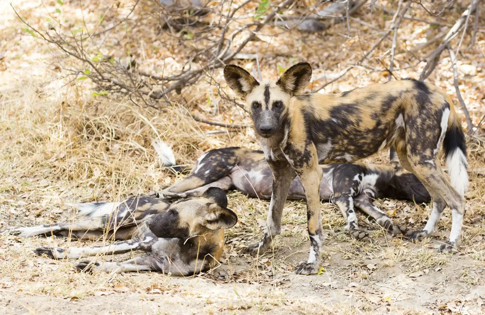 African wild dogs resting in the shade in Selous Game Reserve, Tanzania.