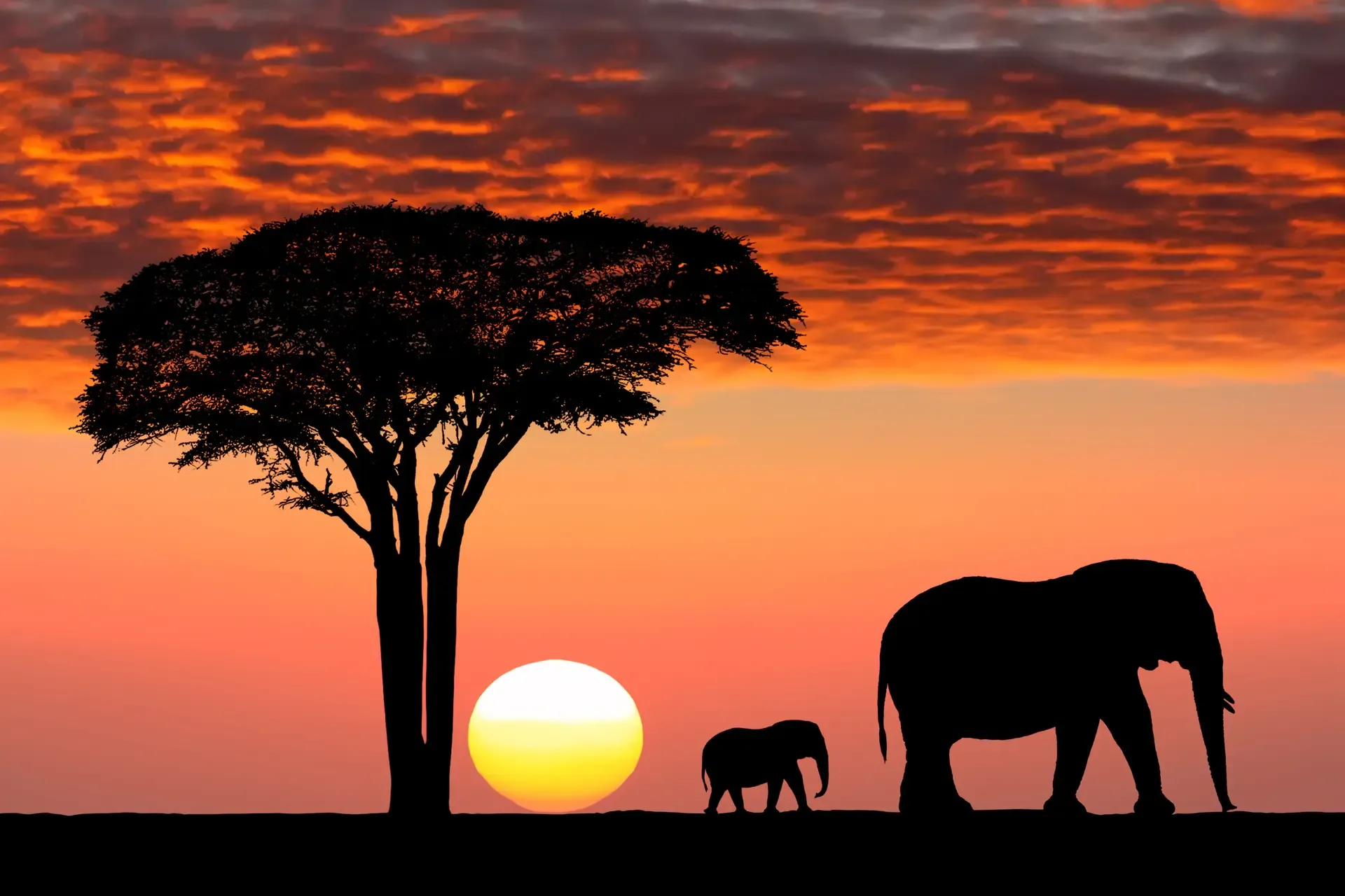 Two elephants cross the plains at sunset beneath a lone acacia in the Serengeti.