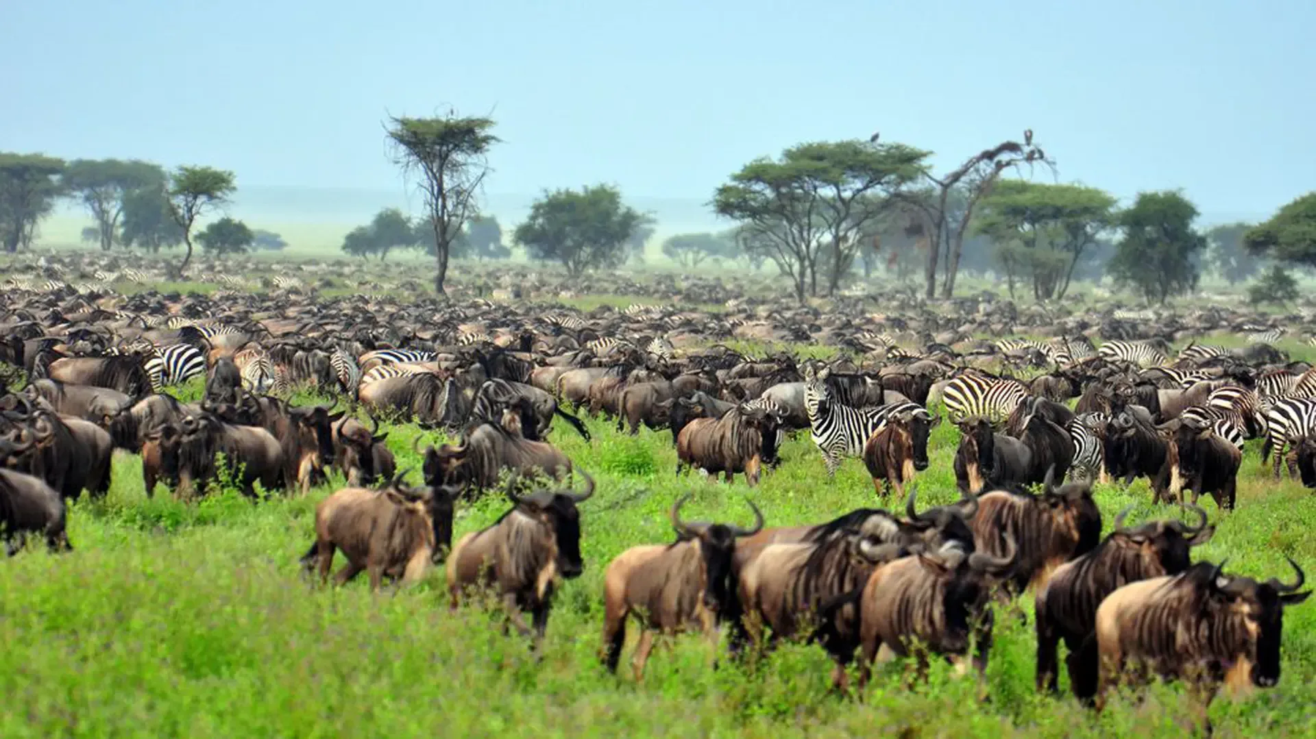 Wildebeest and zebra graze the green plains of Serengeti National Park, Tanzania.
