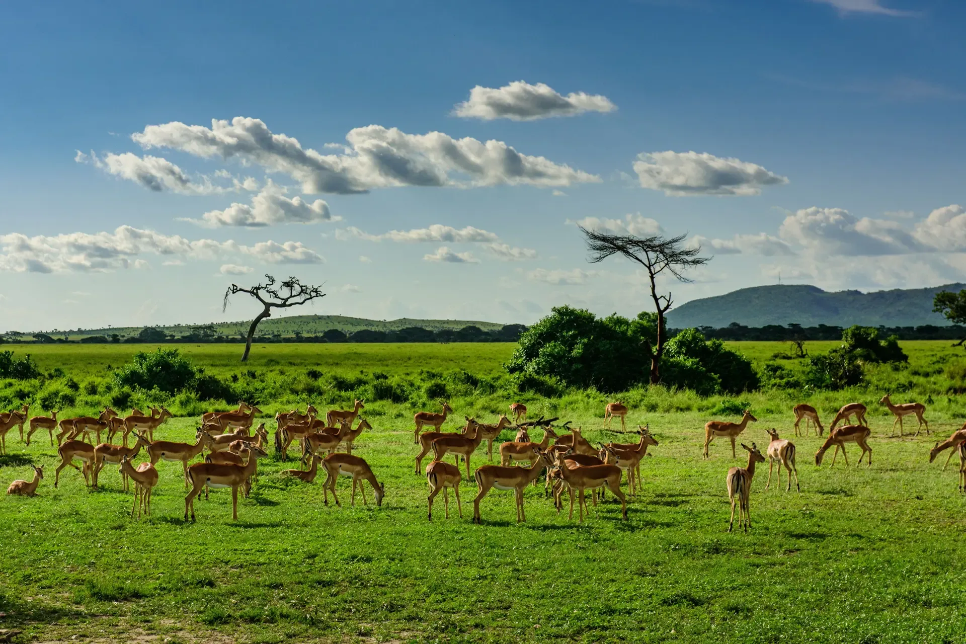 4 Day Serengeti Safari Game Package