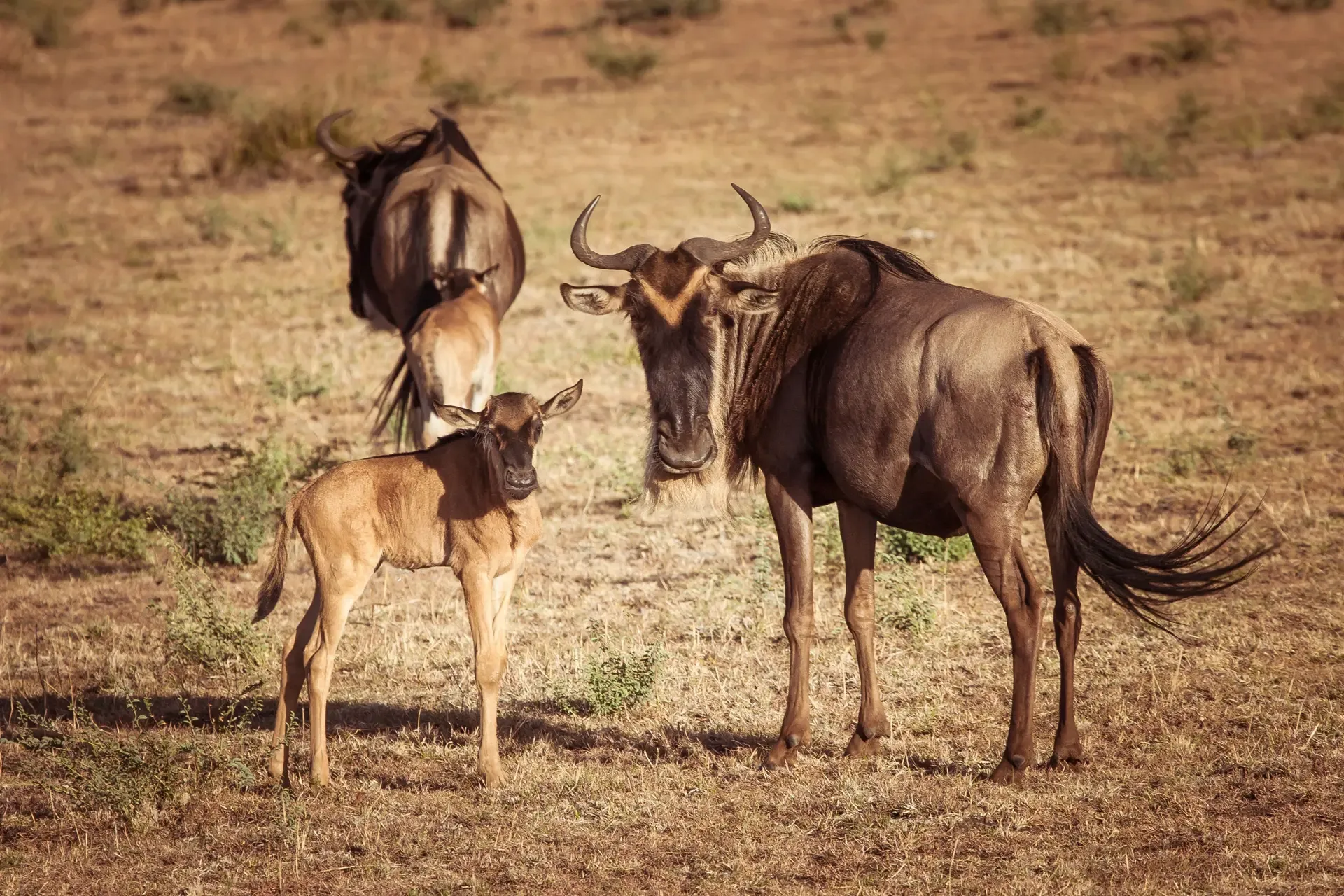 5 Days Wildebeest Migration Calving Safari