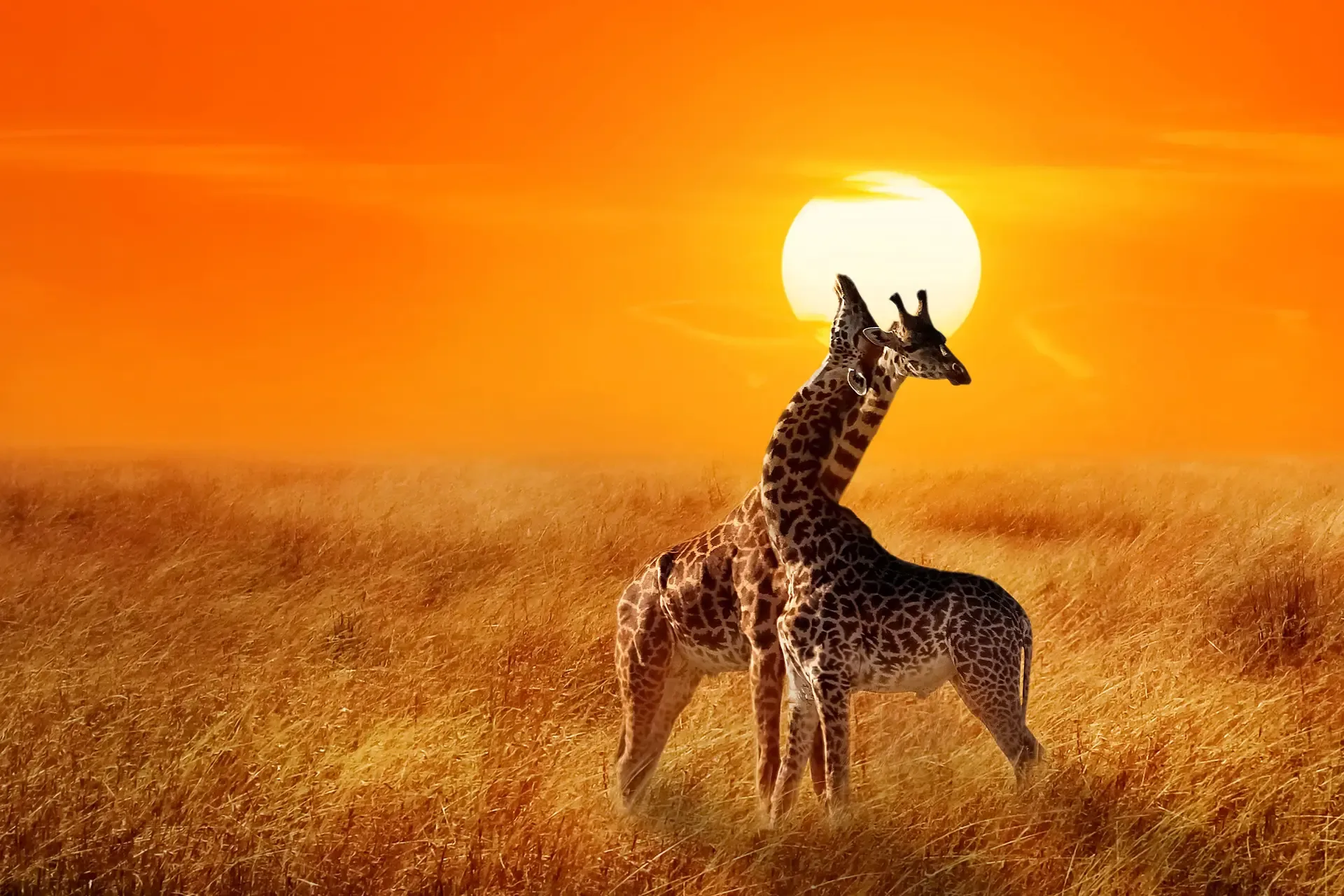 Two giraffes cross golden grass at sunset in Serengeti National Park, Tanzania.