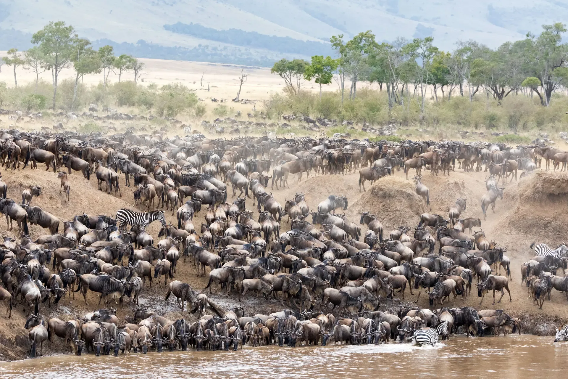 Wildebeest and zebra mass at the water's edge during the Great Migration in Serengeti National Park, Tanzania.