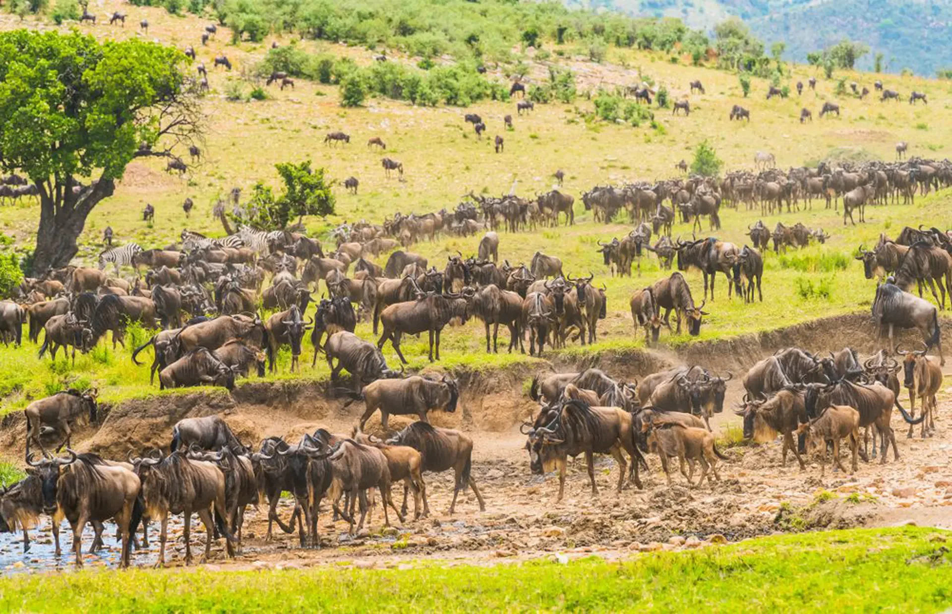 8 Days The Great Wildebeest Calving Migration Safari with Cultural Hike