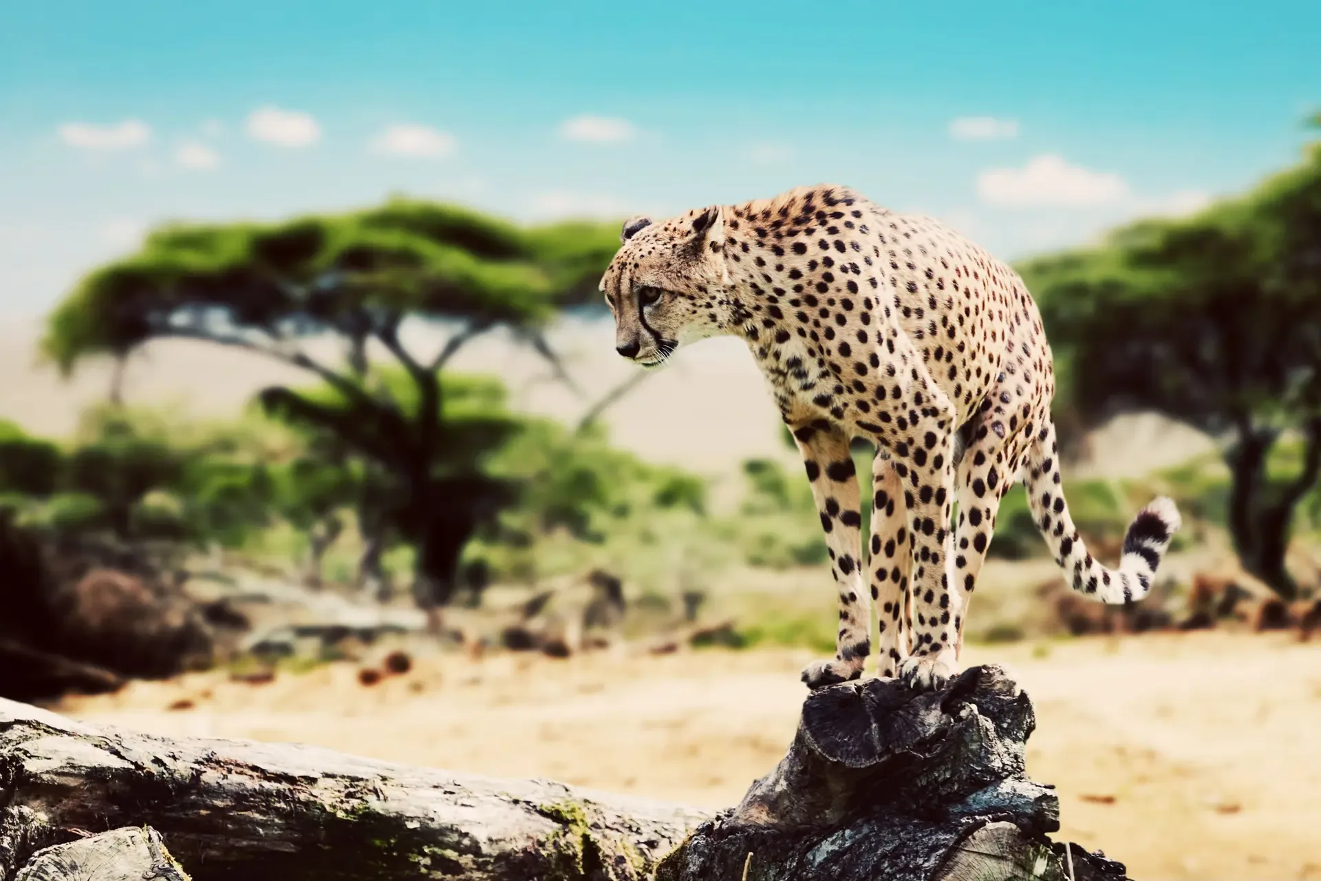 3 Days Classic Serengeti Safari