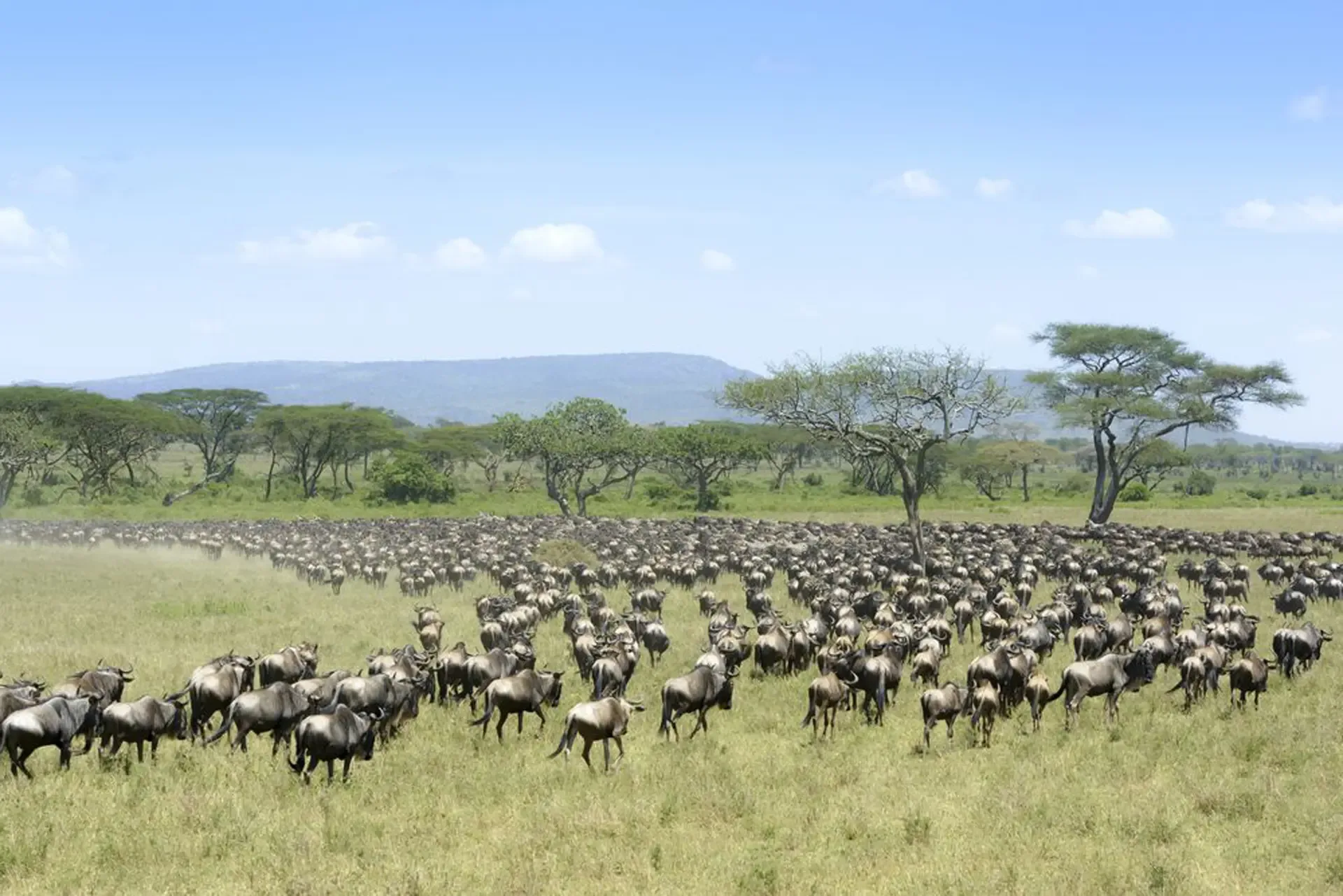 Wildebeest herds spread across the plains of Serengeti National Park, Tanzania.