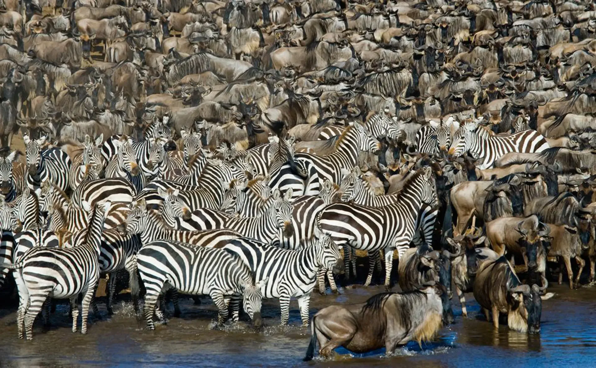 Zebra and wildebeest crowd the water in Serengeti National Park, Tanzania.
