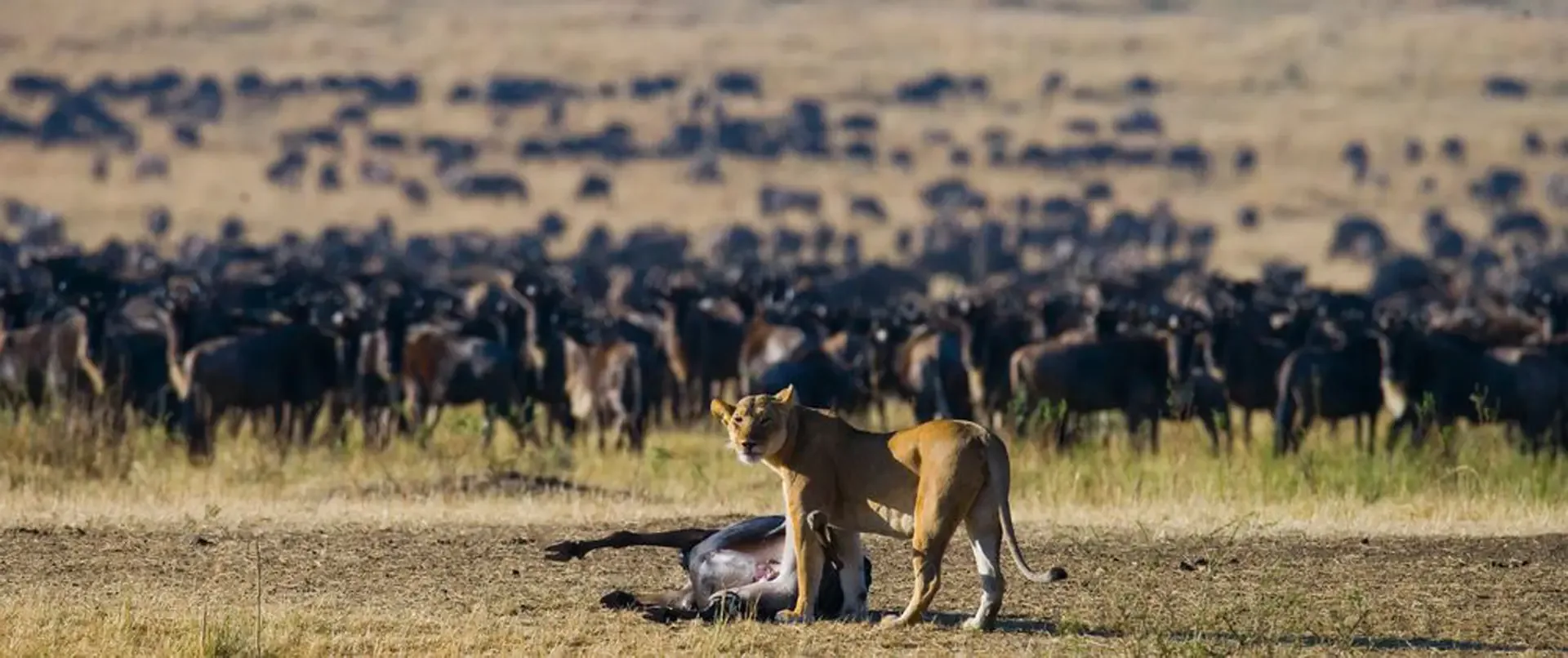 A lioness stands over her kill in Serengeti National Park as wildebeest herds graze behind.