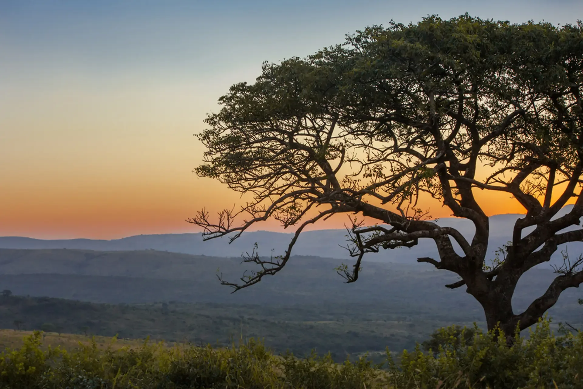 A lone tree silhouetted against the sunset over the South African bushveld.