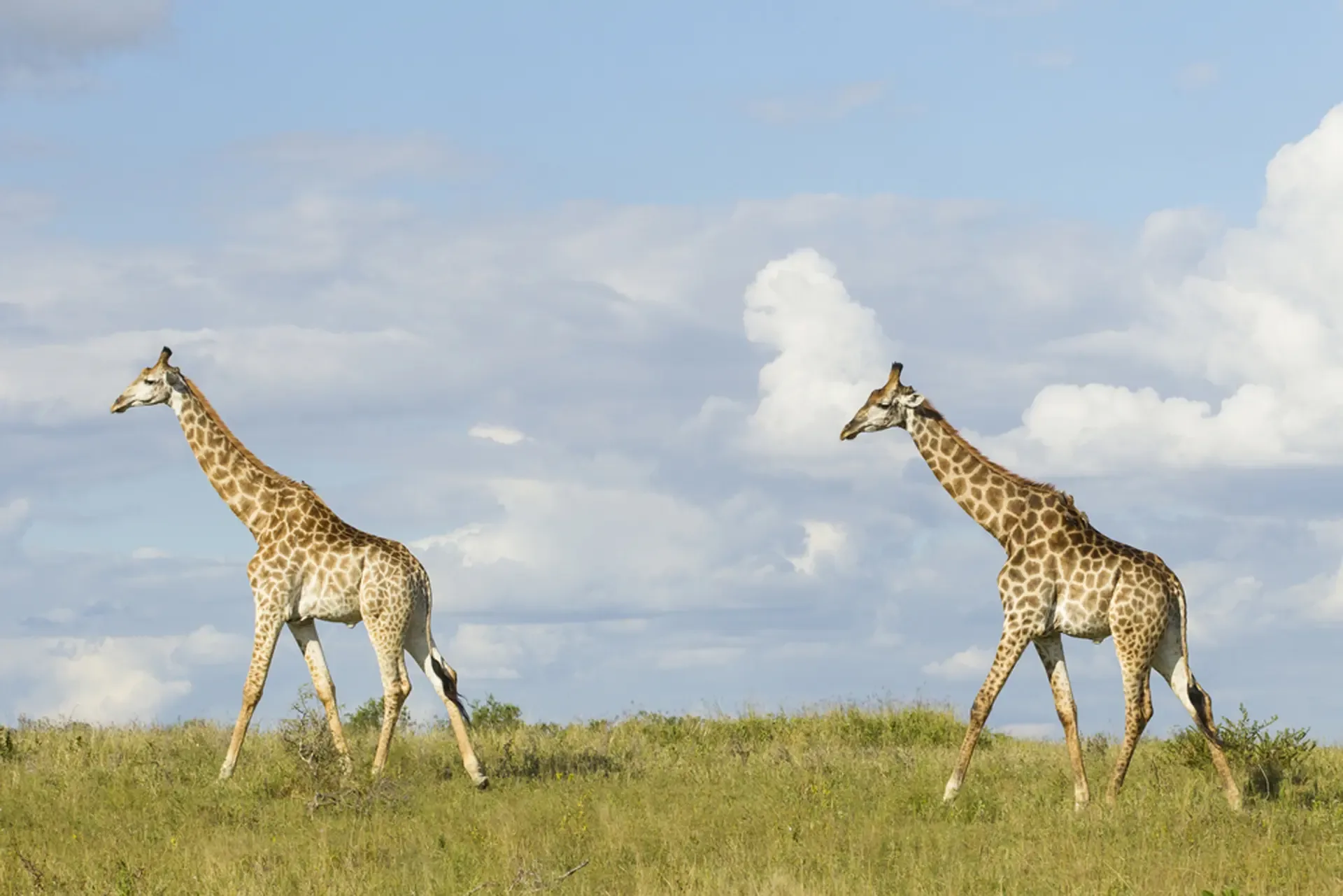 Two giraffes cross open grassland in South Africa under a wide, cloud-streaked sky.