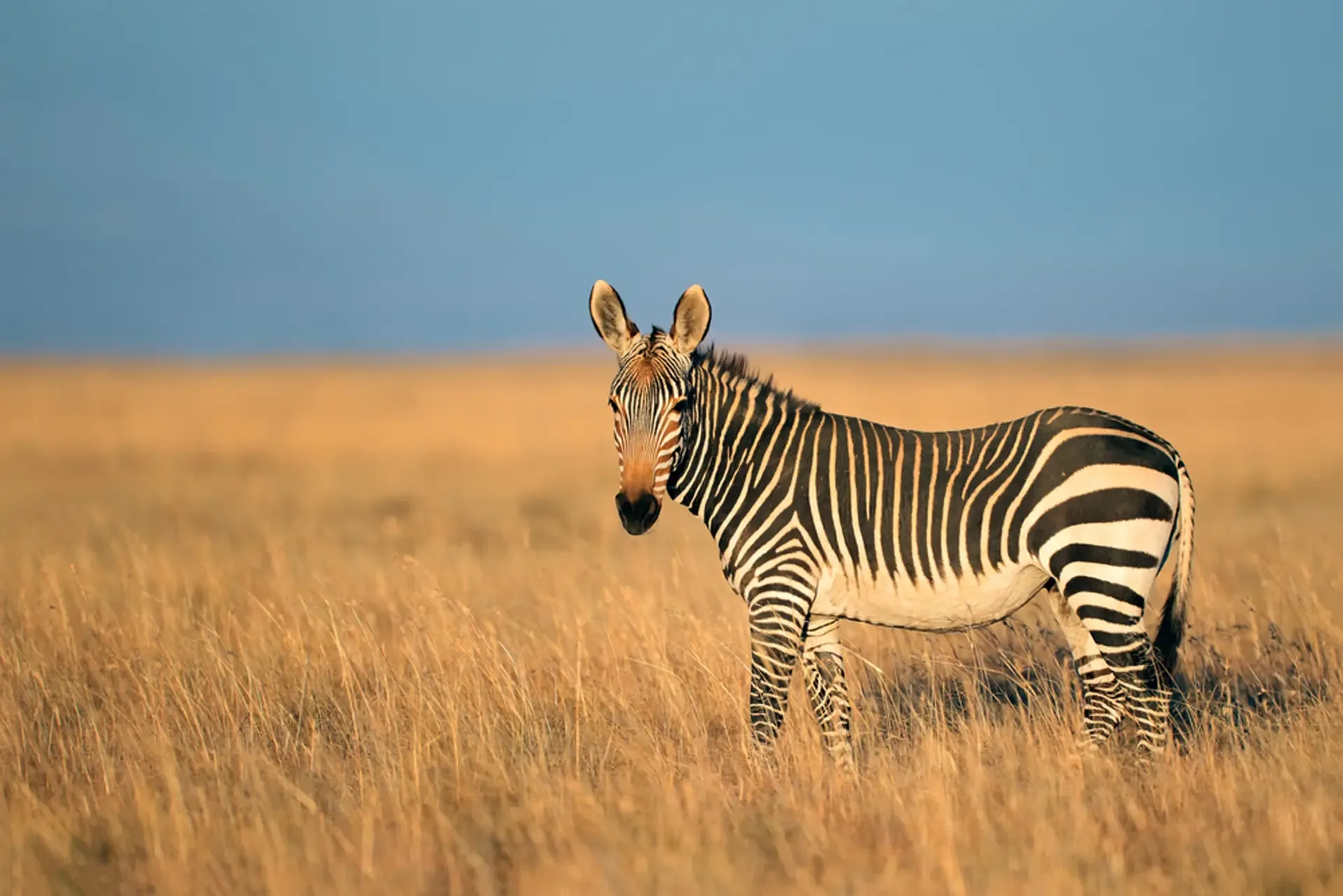 A zebra standing in golden grassland in South Africa.