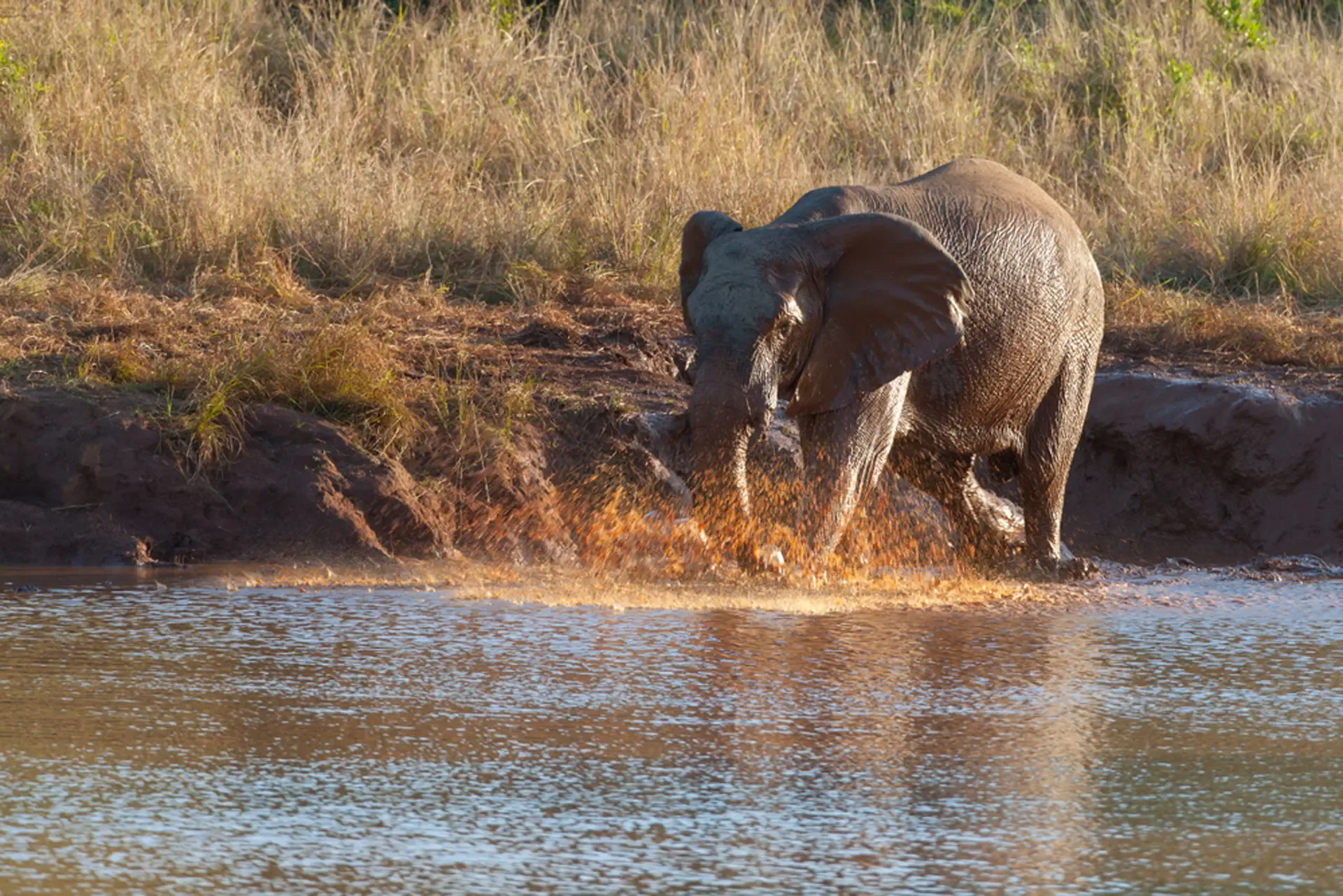 An elephant wades through the shallows in South Africa, sending spray across the water.