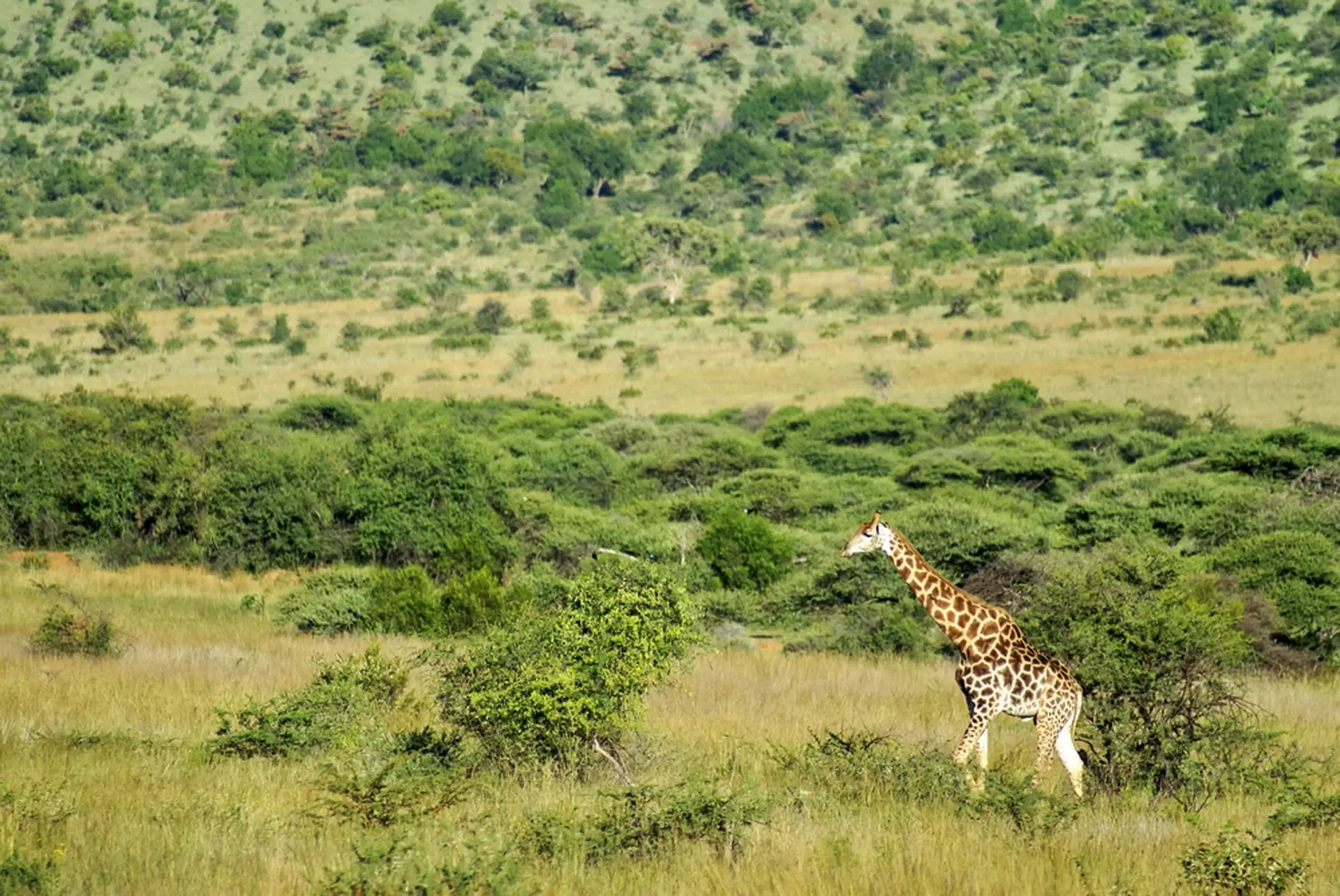 A giraffe walking through the bushveld in South Africa
