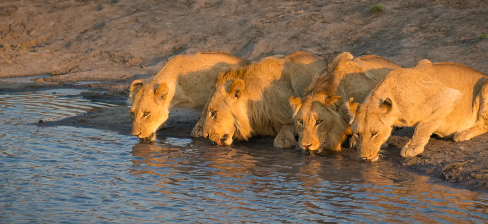 Lions drinking at a waterhole in South Africa during a morning game drive.