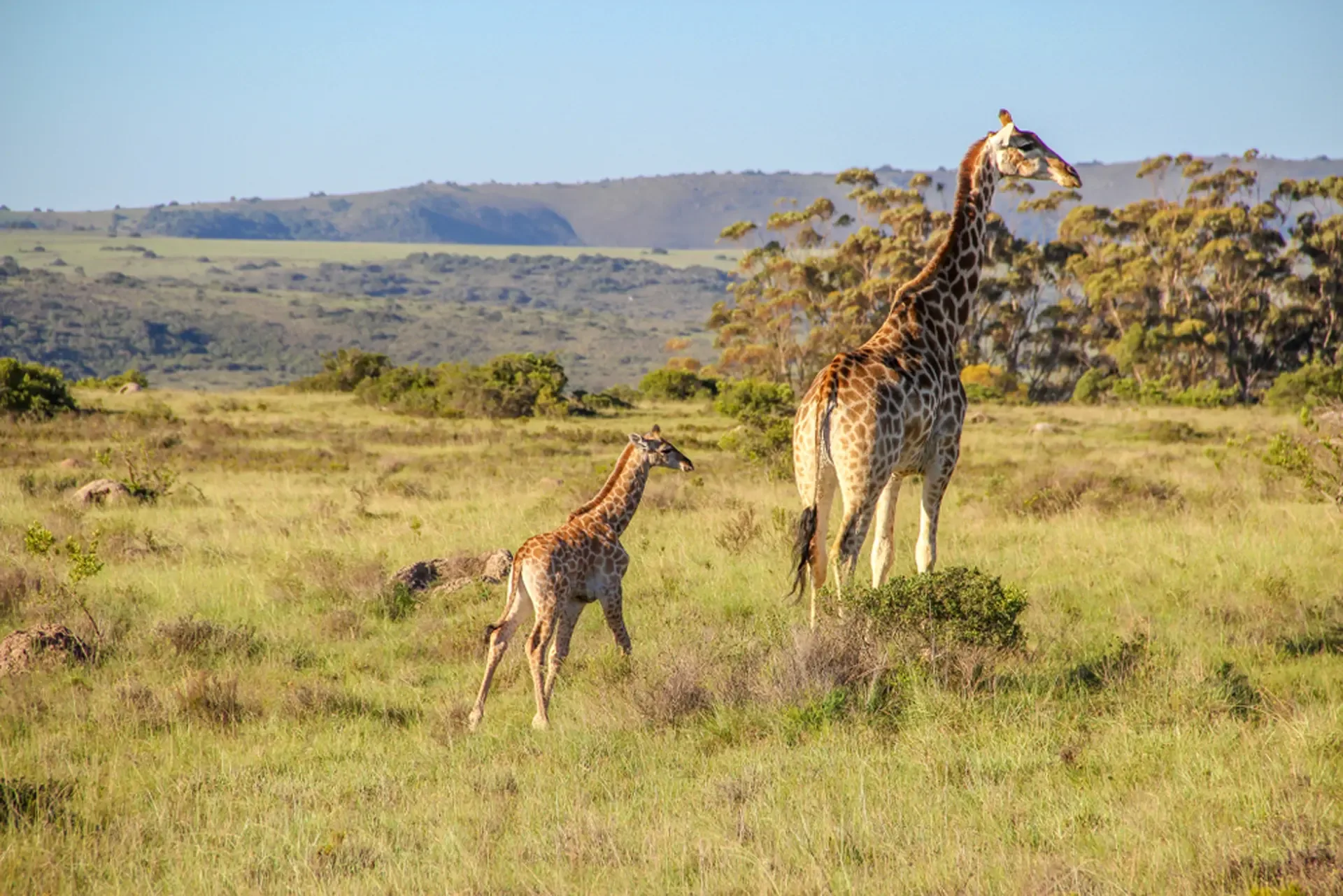 A giraffe and her calf cross the open grassland in South Africa.