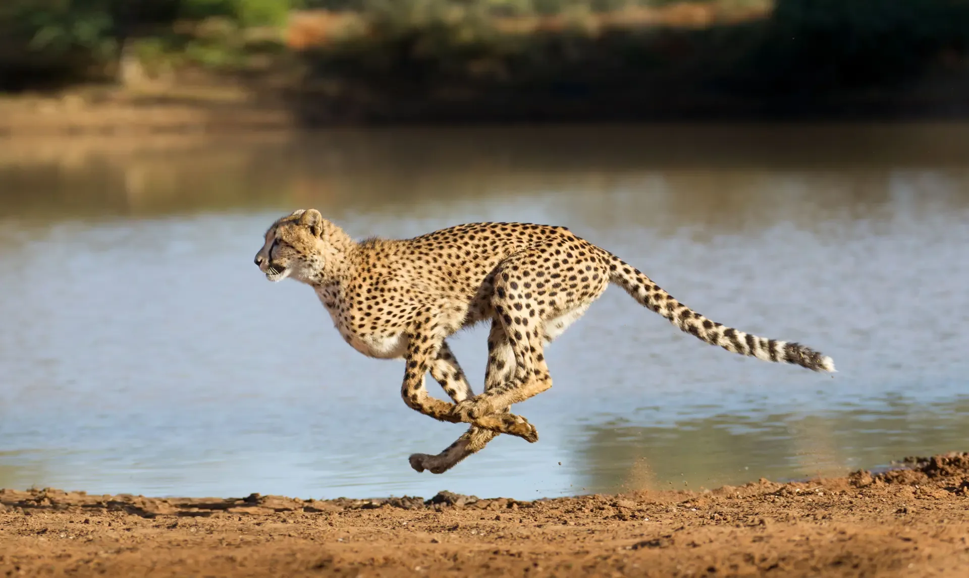 A cheetah at full sprint along the water's edge in South Africa.
