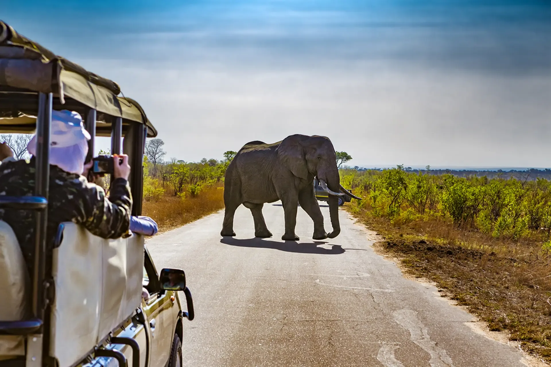 An elephant crosses the road ahead of a safari vehicle in South Africa.