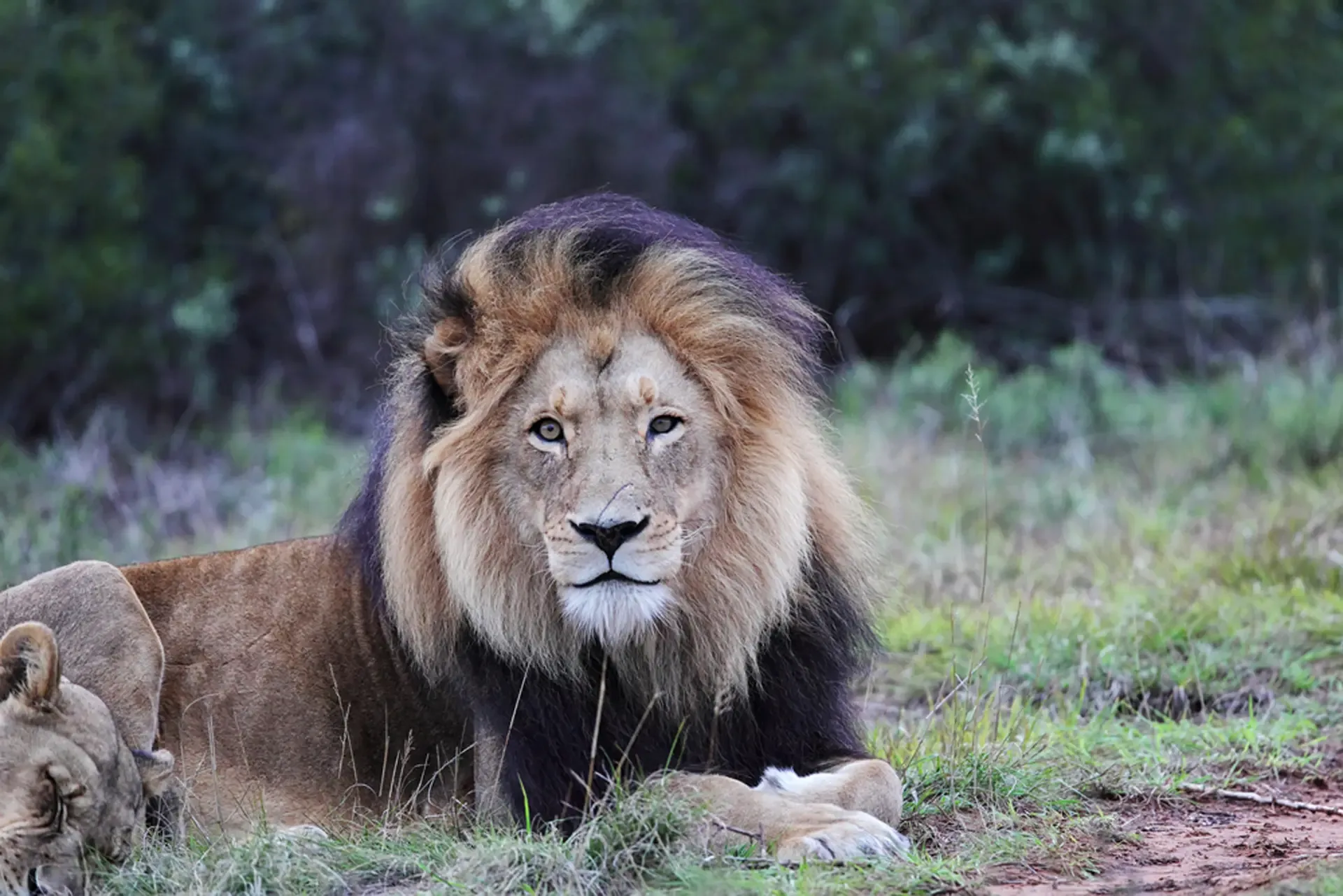 A male lion resting with a lioness in the grass, South Africa.
