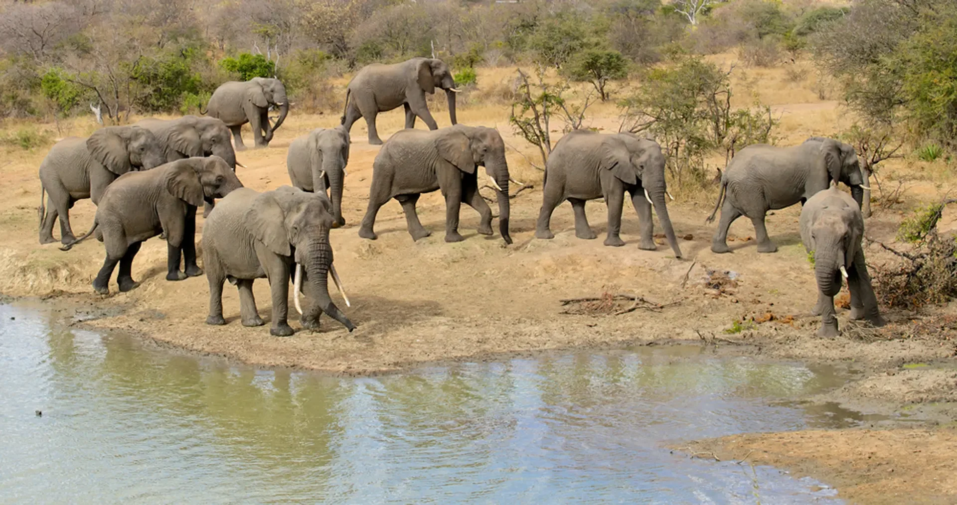 A herd of elephants gathers at the water's edge in South Africa.