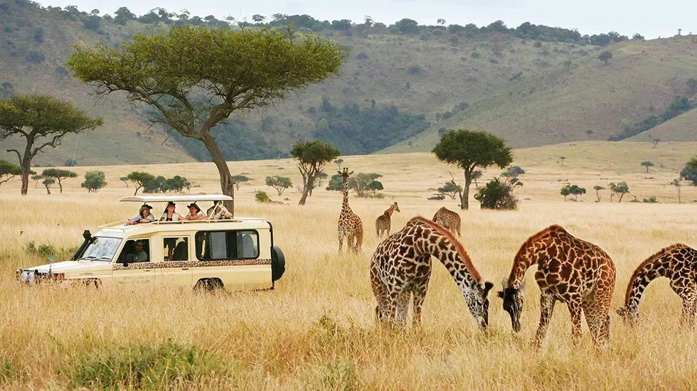 Giraffes graze beside a safari vehicle in the South African bush.
