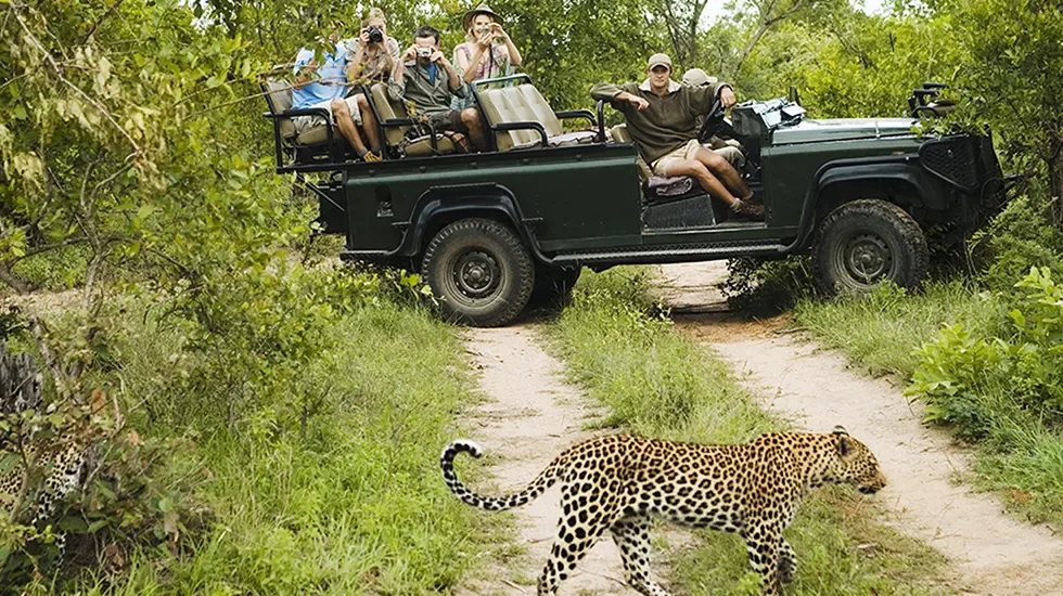 Guests watch a leopard cross the track from an open safari vehicle in South Africa.