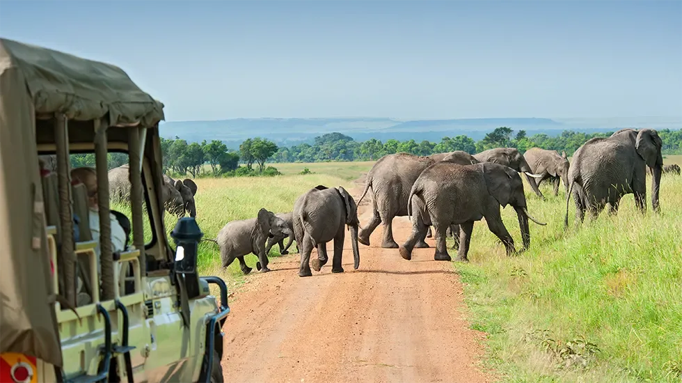 A herd of elephants crosses the road ahead of a safari vehicle in South Africa.