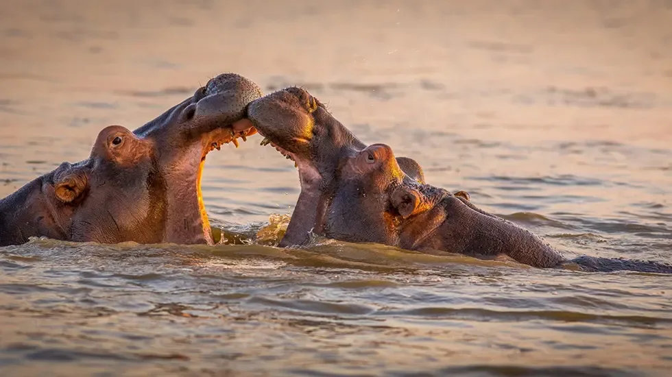 Hippos sparring in the shallows of the St. Lucia wetlands, South Africa.