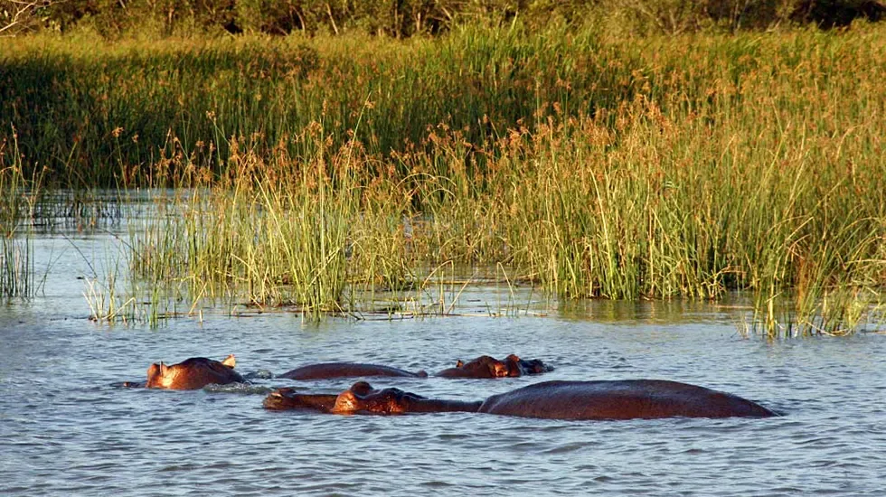 Hippos surface in the shallows of the St. Lucia wetlands, South Africa.