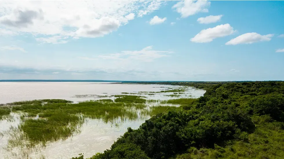 Shallow channels thread through the reeds and forest edge of the St. Lucia Wetlands in South Africa.