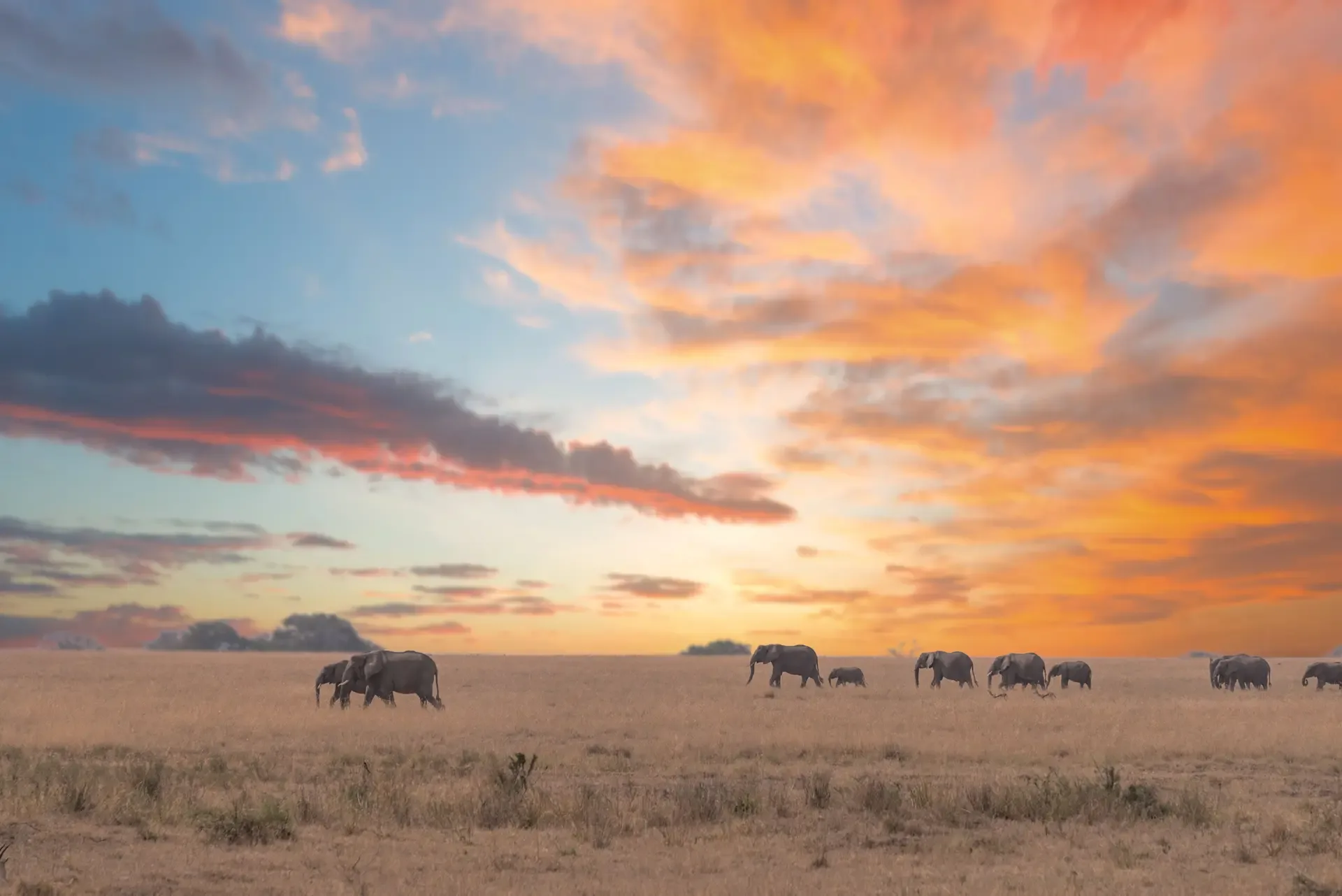 Elephants crossing the open plains of Tarangire National Park at sunset.