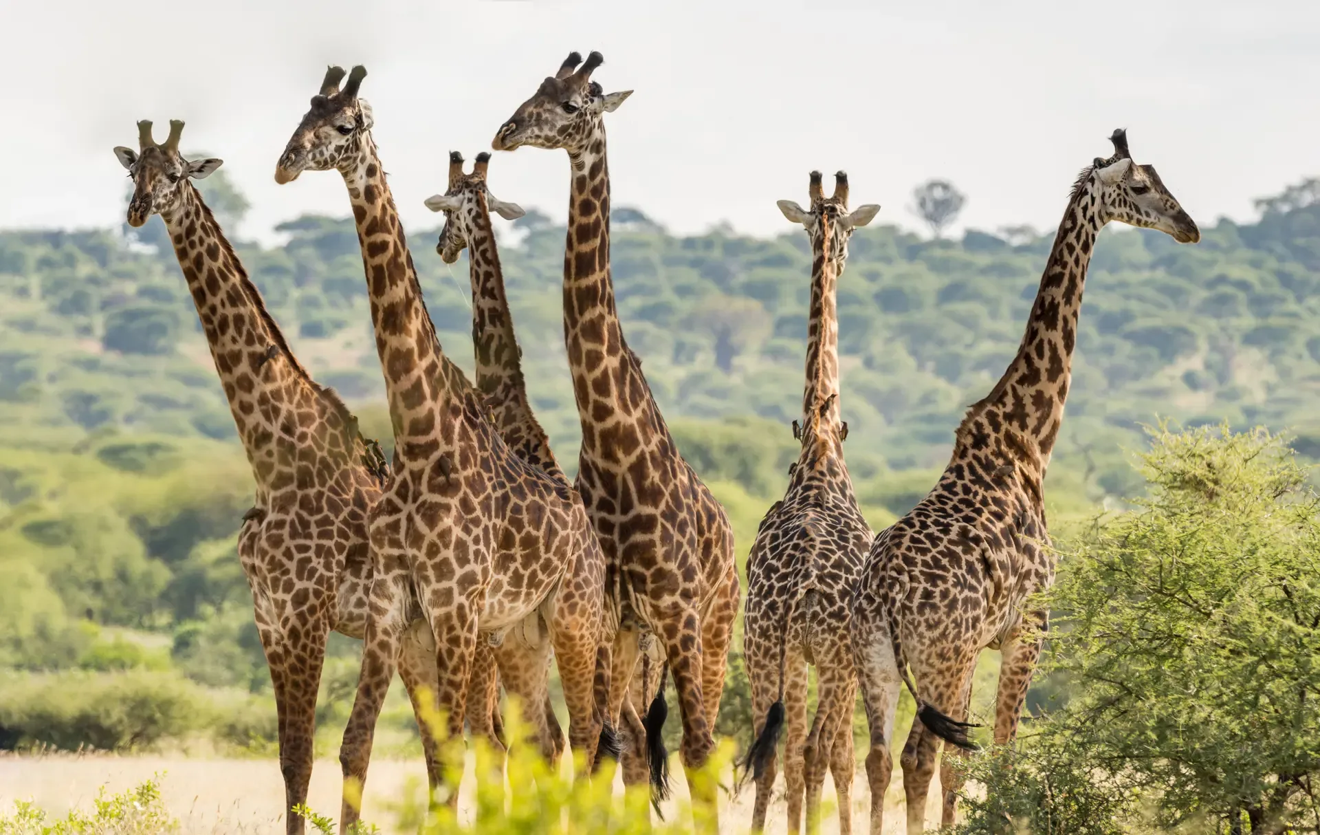 A tower of giraffes stands alert among the green hills of Tarangire National Park, Tanzania.