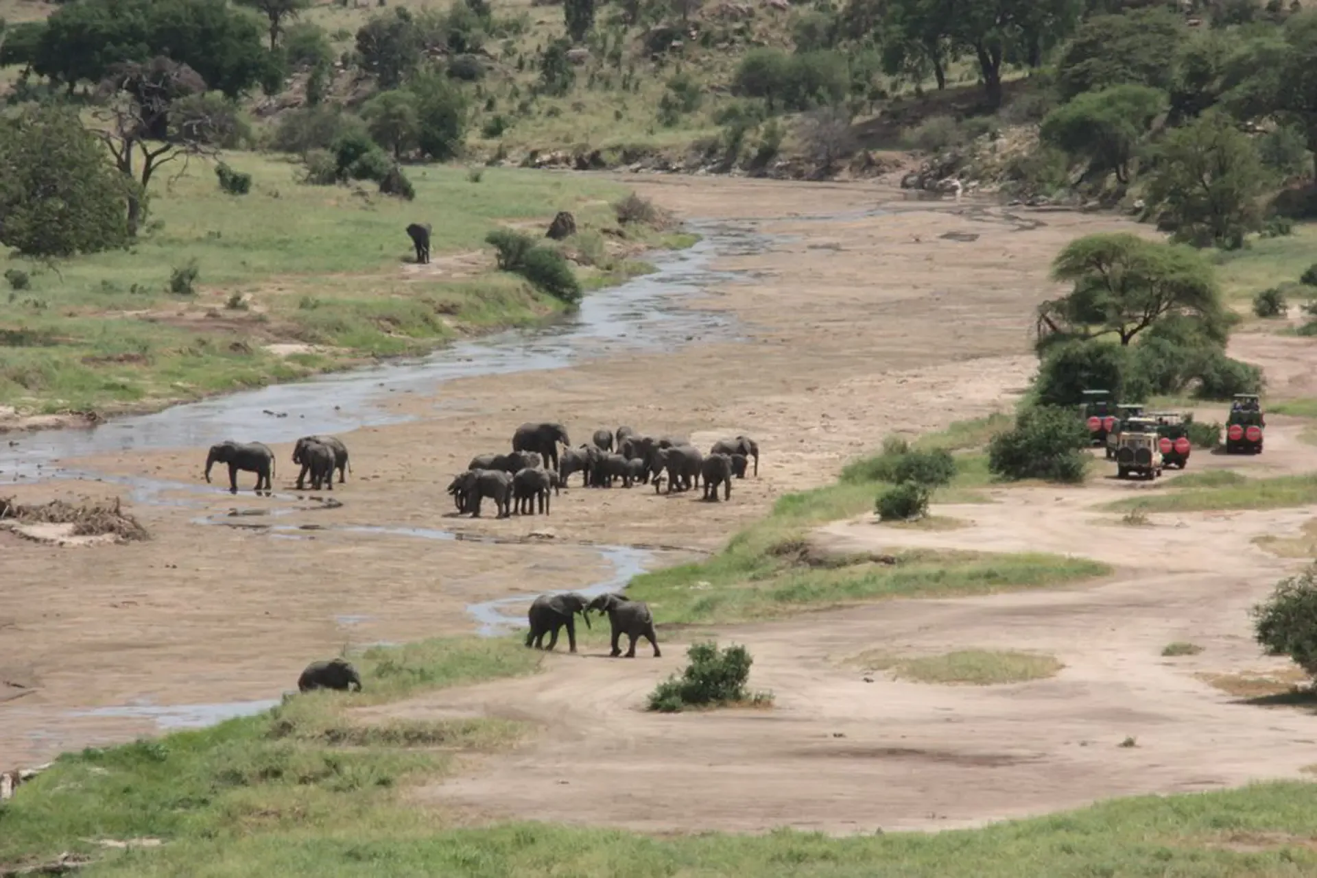 Elephants gather along the Tarangire River in Tarangire National Park, Tanzania.