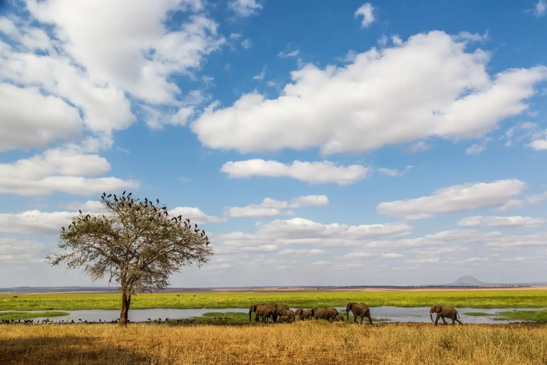 Elephants cross the green plains of Tarangire National Park beneath a wide, cloud-streaked sky.