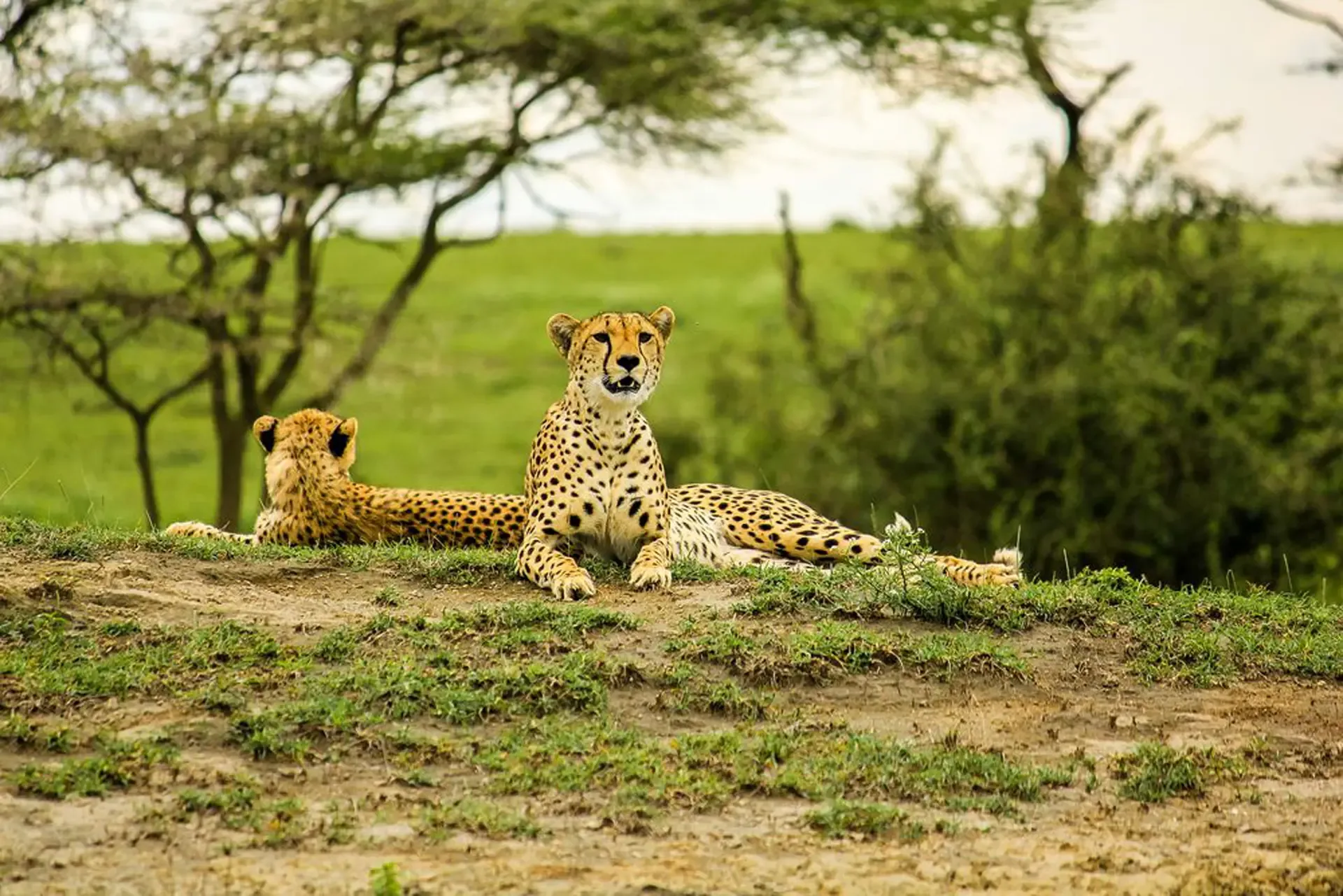 Two cheetahs resting on a grassy mound in Tarangire National Park, Tanzania.