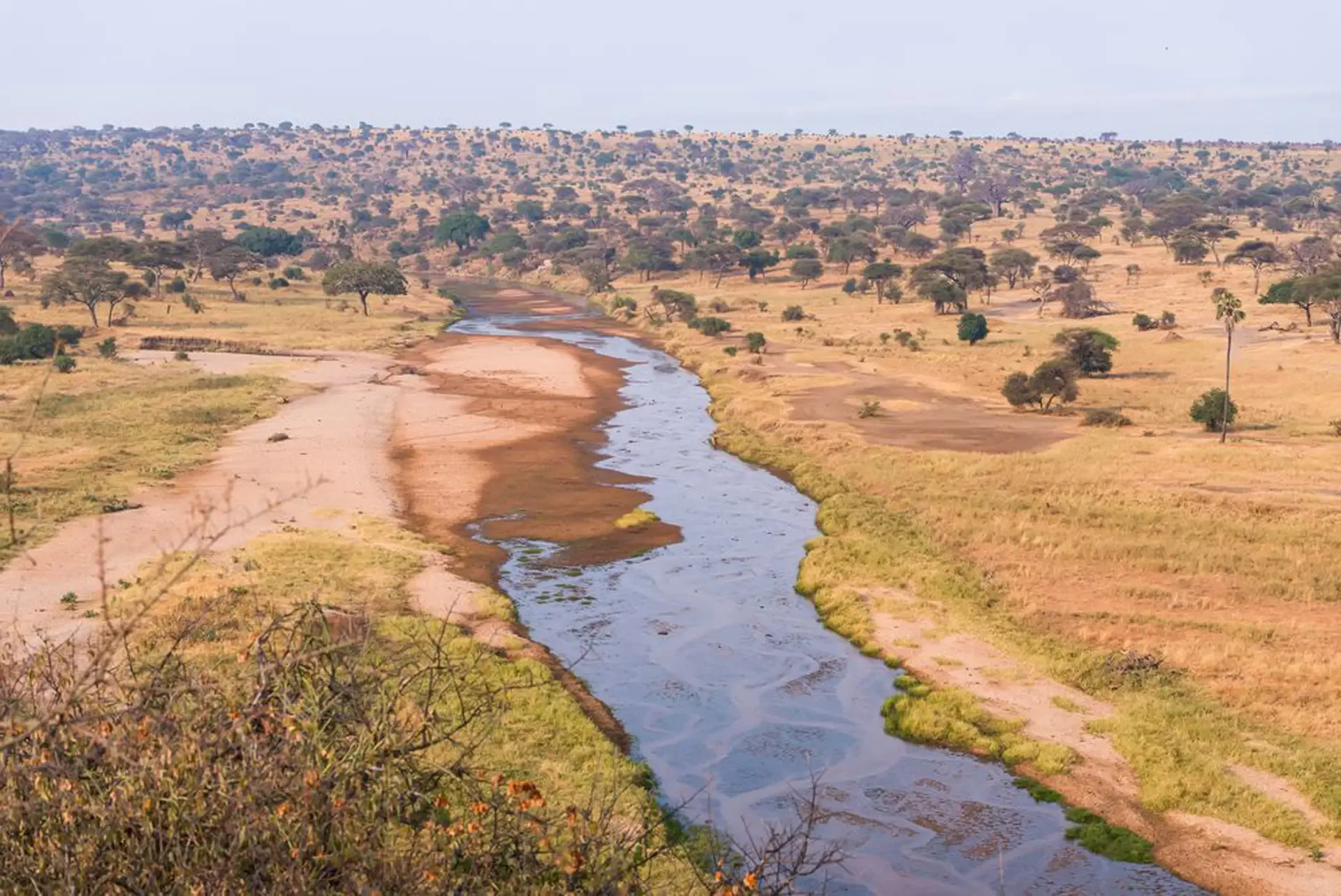 The Tarangire River winding through Tarangire National Park, its dry-season waters drawing wildlife to the banks.