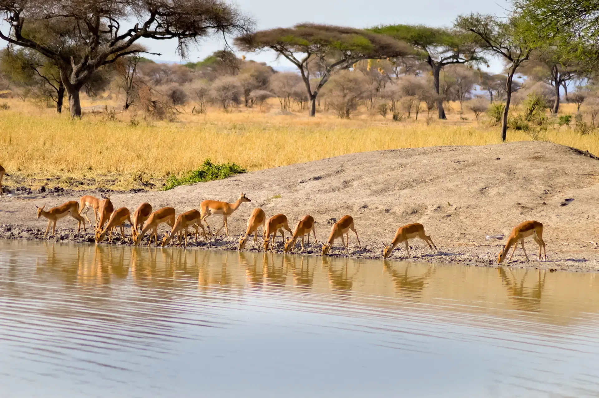 A line of antelope drinking at the water's edge in Tarangire National Park, Tanzania.