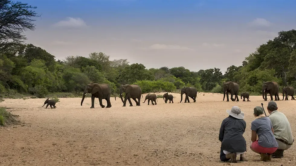 A herd of elephants crosses a sandy riverbed in the Timbavati game reserve, South Africa.