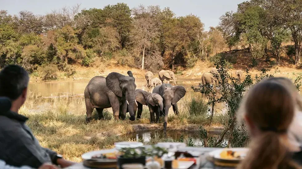 Elephants at the waterhole in Timbavati Game Reserve, South Africa, seen from the table.