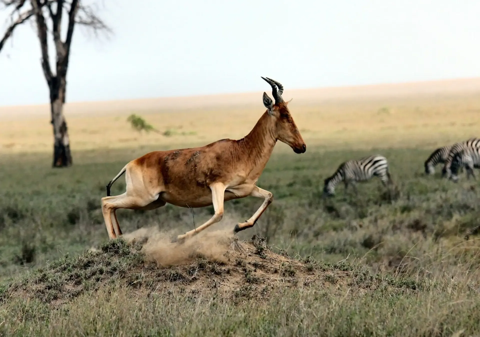 Top Tanzania Safari Parks You Shouldn’t Miss