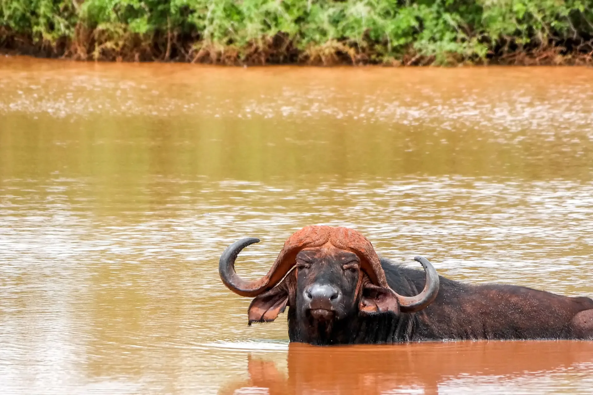 A buffalo cools off in the muddy water of Tsavo, Kenya.