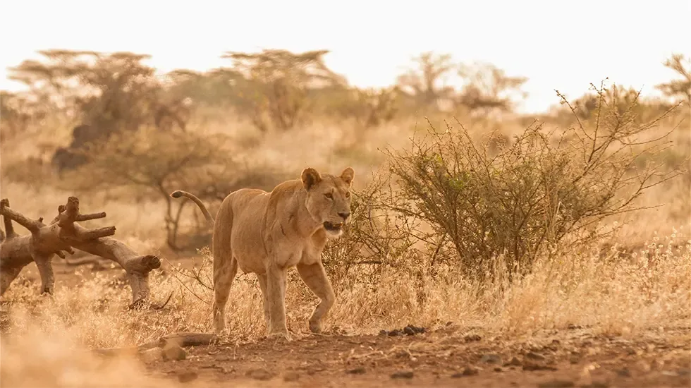 Tsavo East