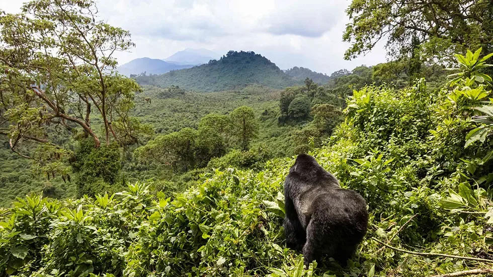 5 Days Volcanoes National Park Gorilla Trekking Safari