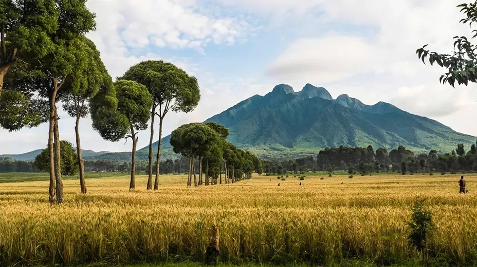 Golden fields below the peaks of Volcanoes National Park, Rwanda.