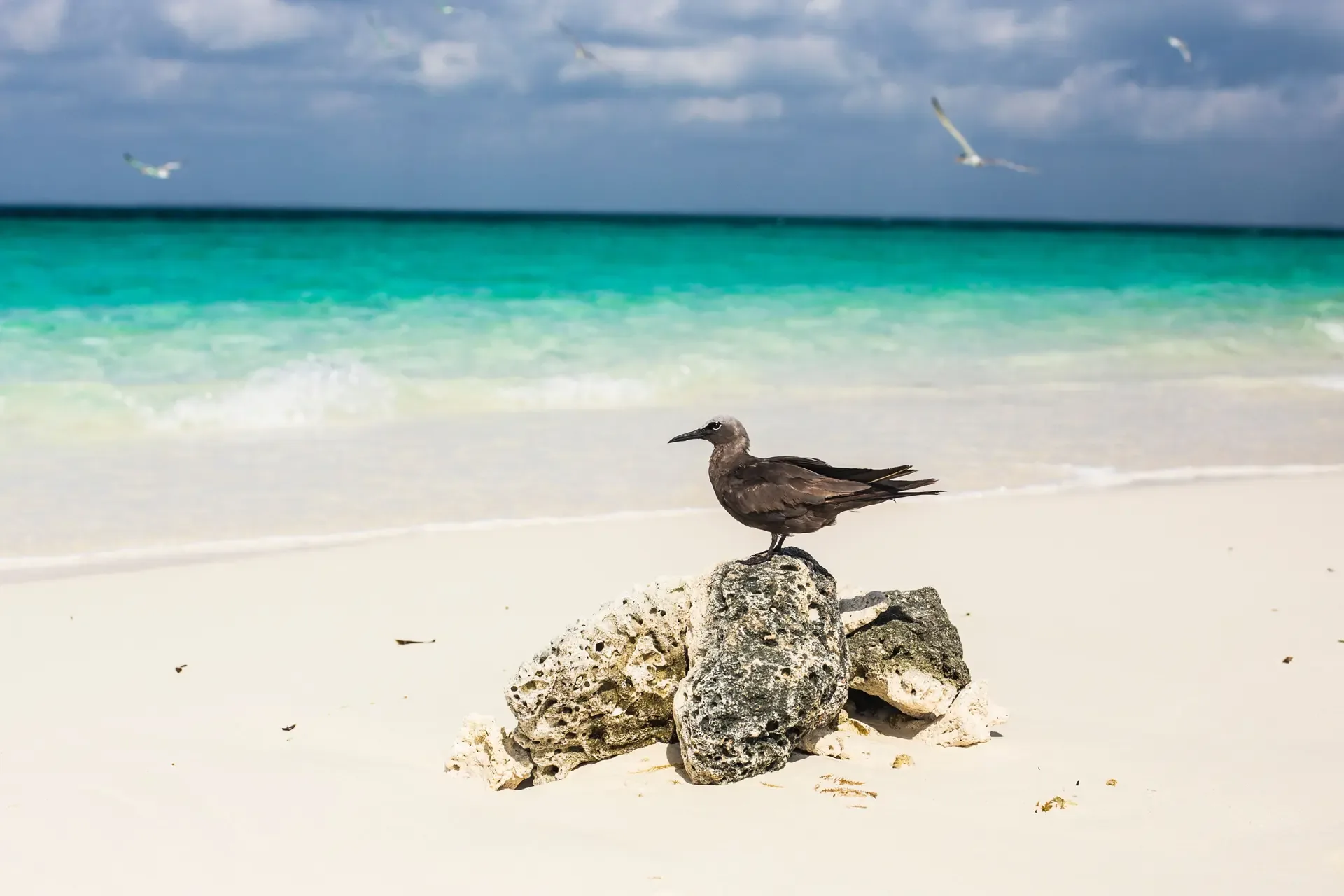 A seabird rests on coral rock beside the turquoise sea on a Zanzibar beach.