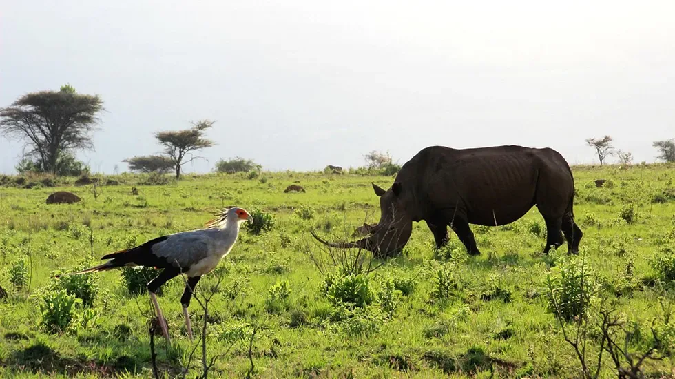 A white rhino grazes in the green grass of Zululand, South Africa, as a bird watches nearby.