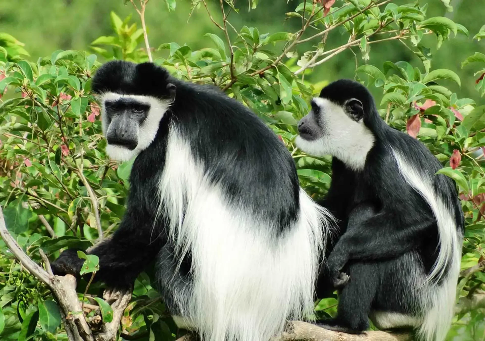 Black and white colobus monkeys resting in the green canopy of Jozani Forest, Zanzibar.