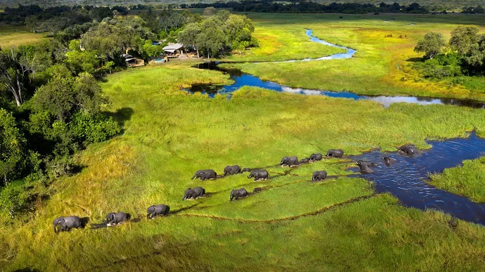 Elephants crossing the green floodplains of the Okavango Delta, Botswana