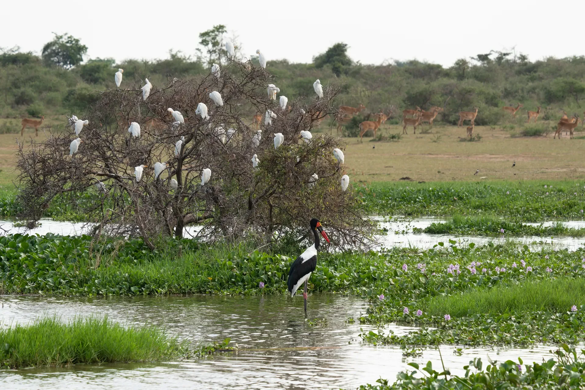 Closeup shot black bird murchison falls national park Uganda