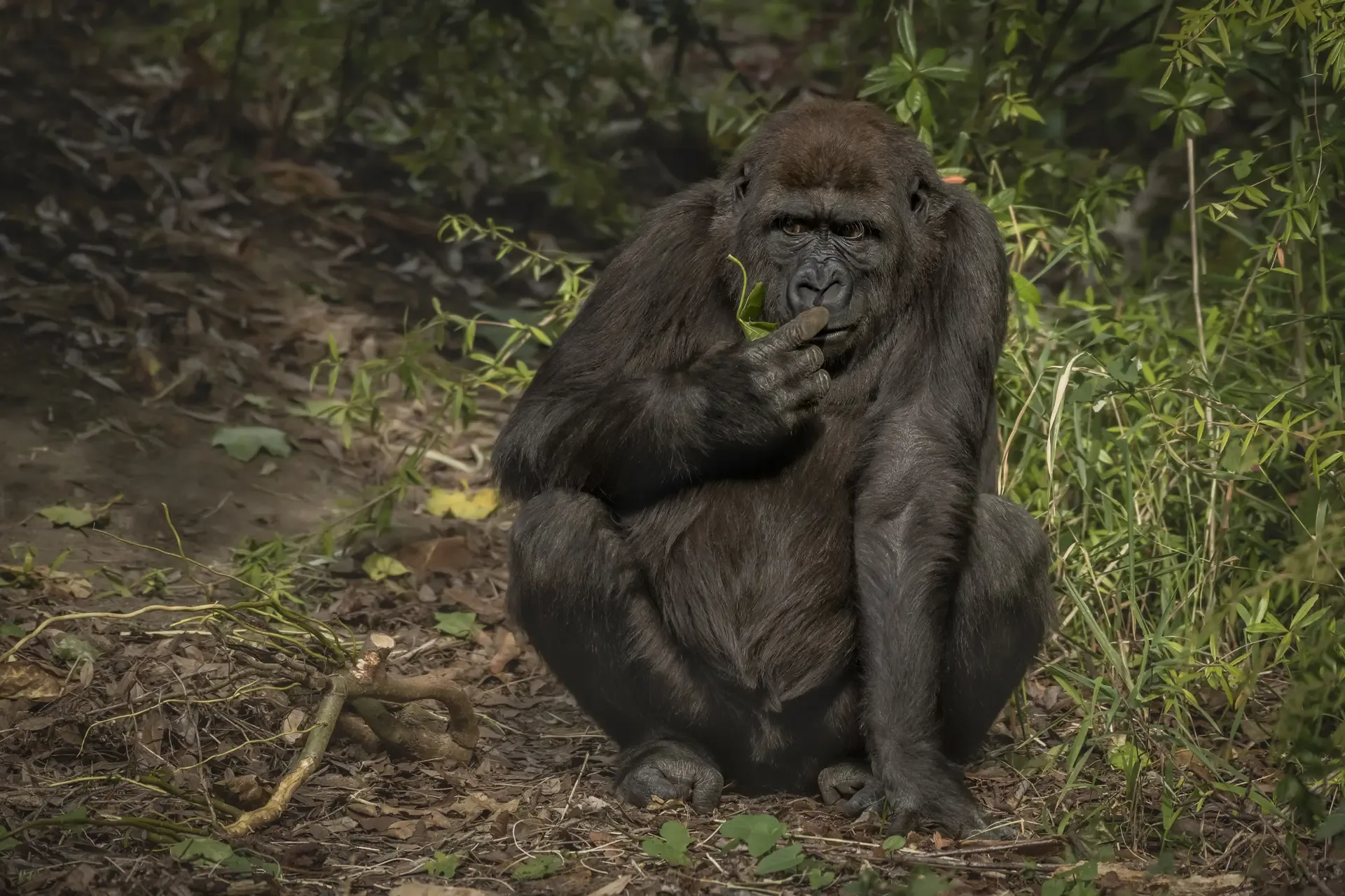4 Days Gorilla Habituation and Culture Safari